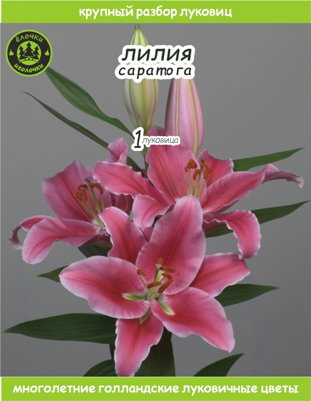 Лилия Луковица, Саратога 1 шт