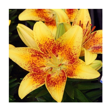 Лилия Тайни Наггет Генетически Низкорослая До 45 См