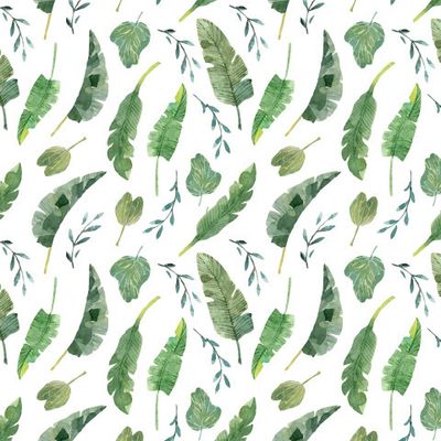 Banana tree leaves