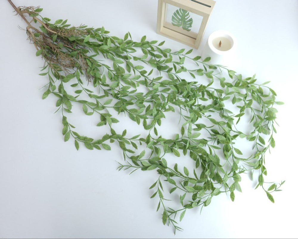 Хойя ампельная с корешками / Арт 4079