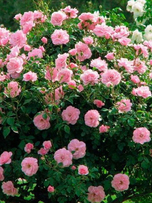 Роза канадская Хайди С4 Закупка М43 июнь 2026