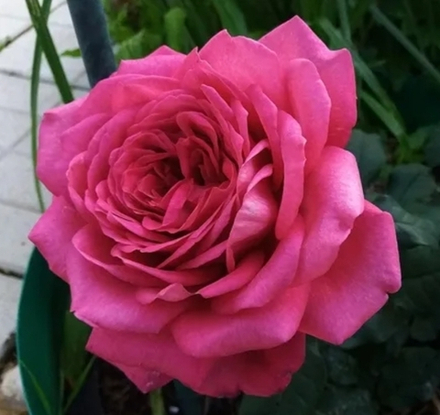 Роза Иоганн Гете