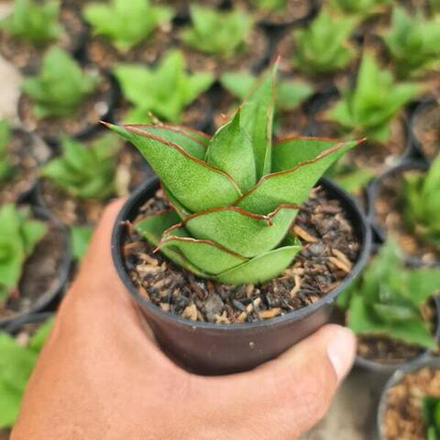 Сансевиерия ARMANU