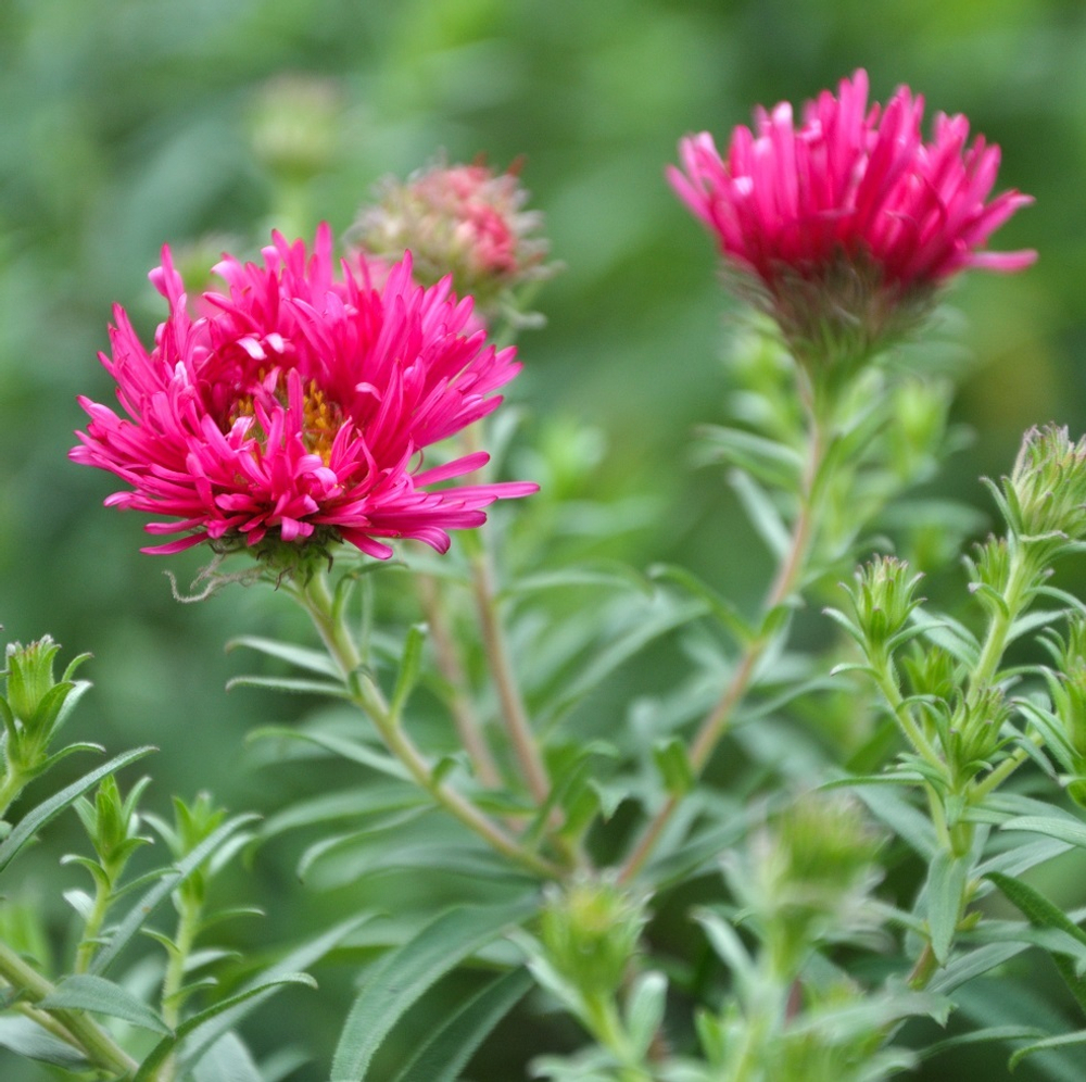 Астра новоанглийская "Andenken an Alma Poetschke". Aster novae-angliae "Andenken an Alma Poetschke".