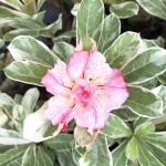 Адениум вариегатный BEST OF SIAM