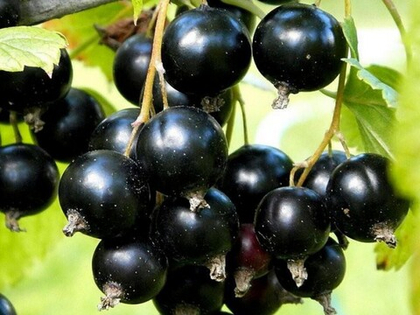 Смородина черная Сеянец Голубки