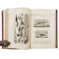 Норденшёльд А. Э. Путешествие на пароходе «Вега» / Nordenskiöld A. E. Vegas Färd Kring. 1880.
