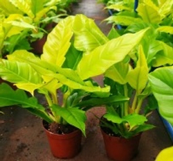 Филодендрон Golden Crocodile д.12