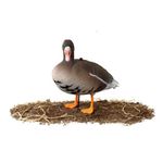 Комплект чучел Белолобый гусь (10шт) 3D "Softplast" B10S-3D