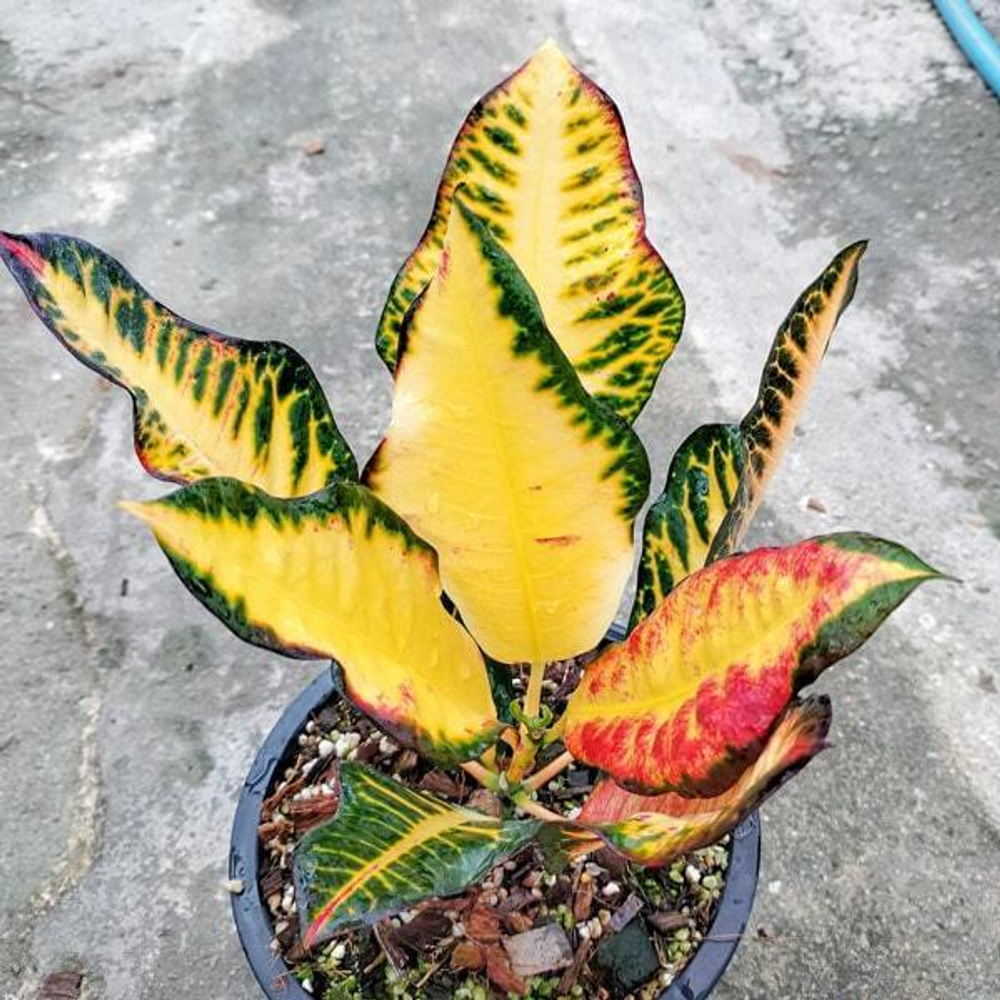Кротон MAEW SUEA FAI