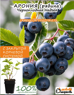 Саженец, Арония, Черноплодная Надзея