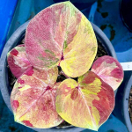 Каладиум THONG LANGPHRA