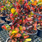 Кротон TANG HU