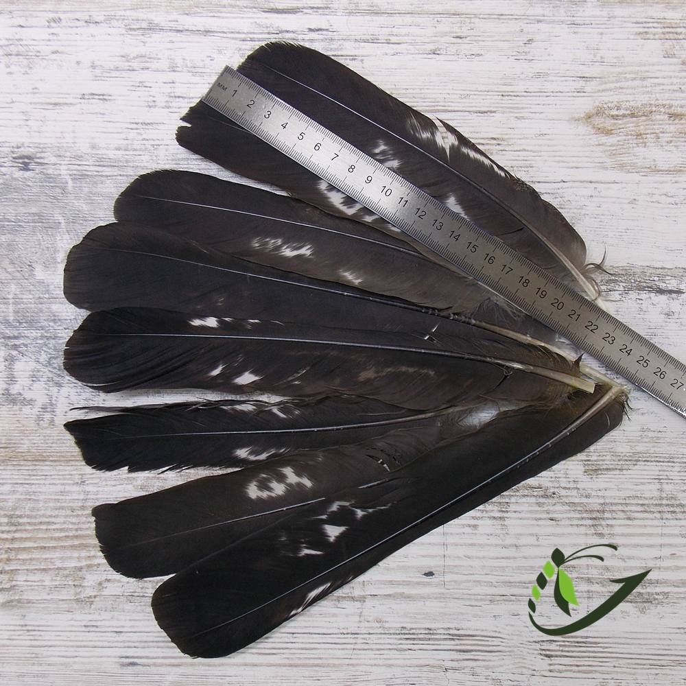 Хвостовое перо глухаря