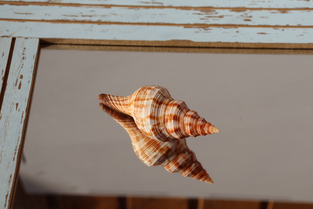 Ракушка Плеуроплока Филаментоза (Filifusus filamentosus)