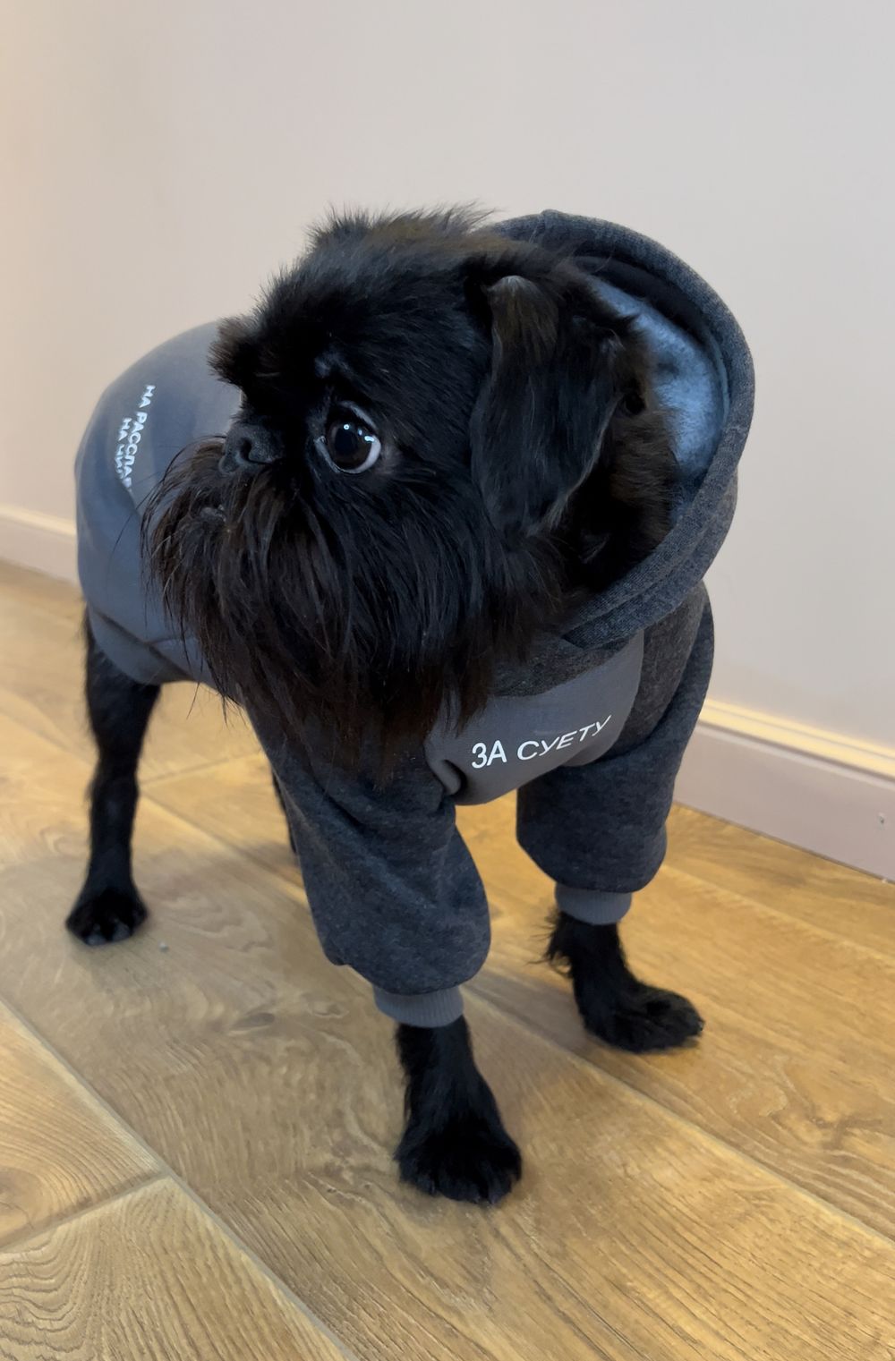 Толстовка с капюшоном с нанесением для собак мелких пород