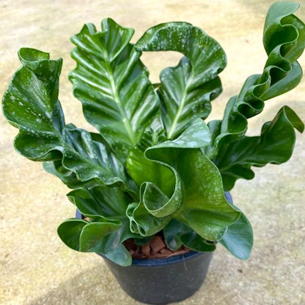 Асплениум Кобра