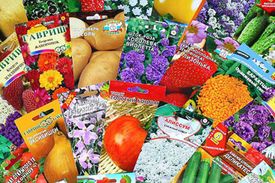 Как выбрать качественные семена?