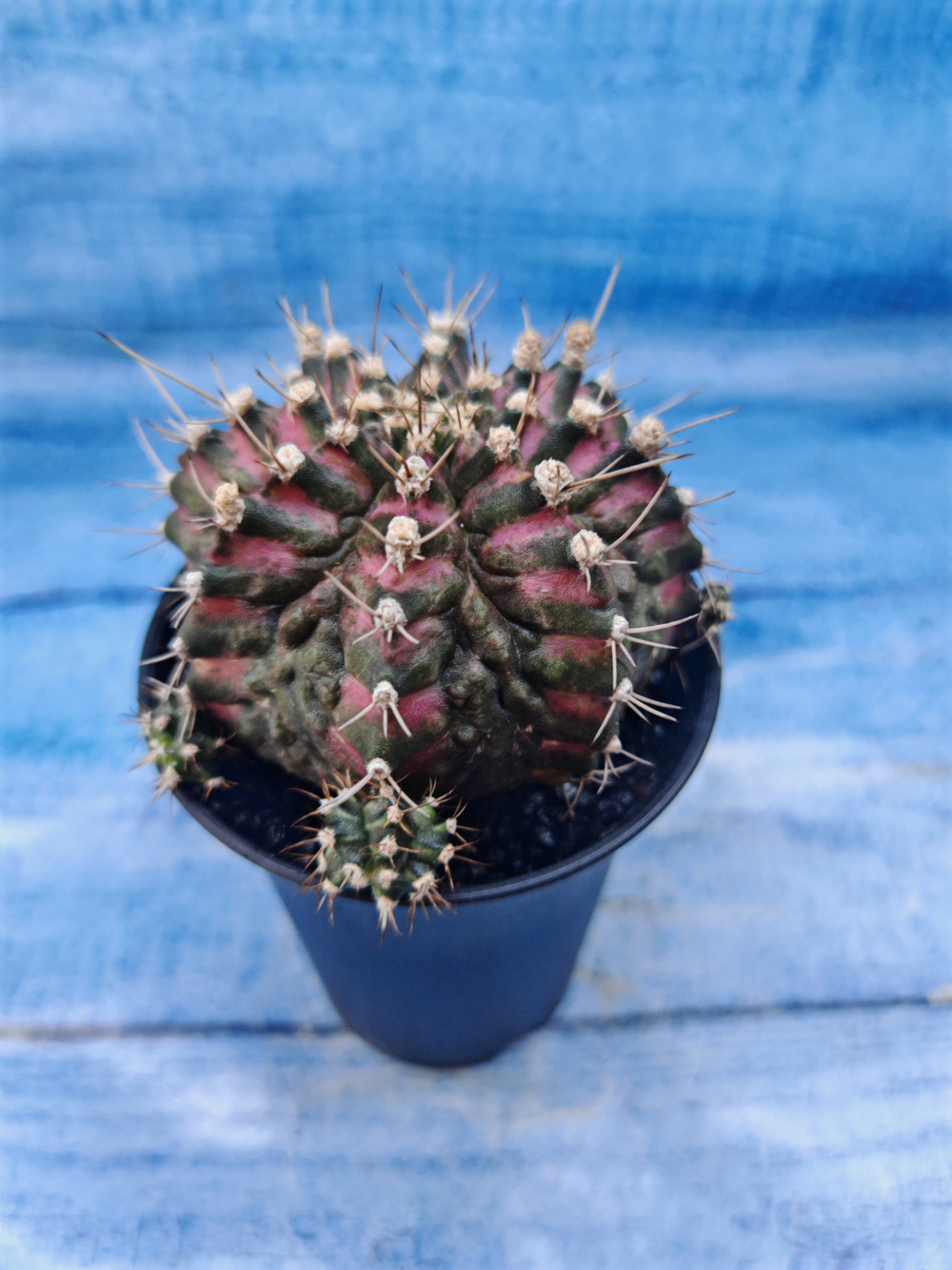 Gymnocalycium T-Rex Pink hybrid (Гимнокалициум T-rex)