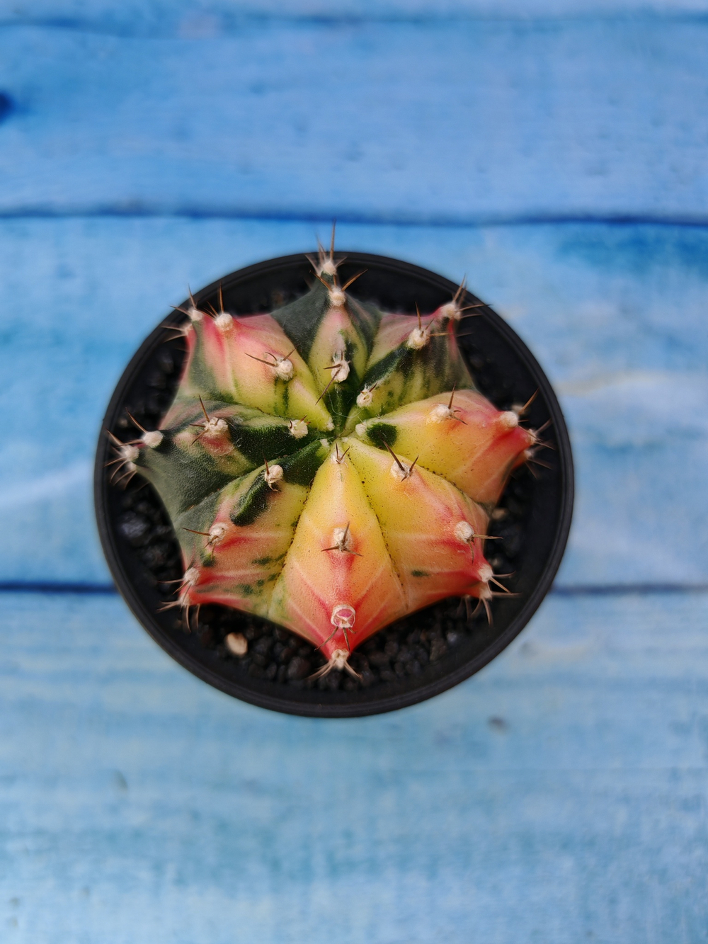 Gymnocalycium Variegata (Гимнокалициум Вариегатный)
