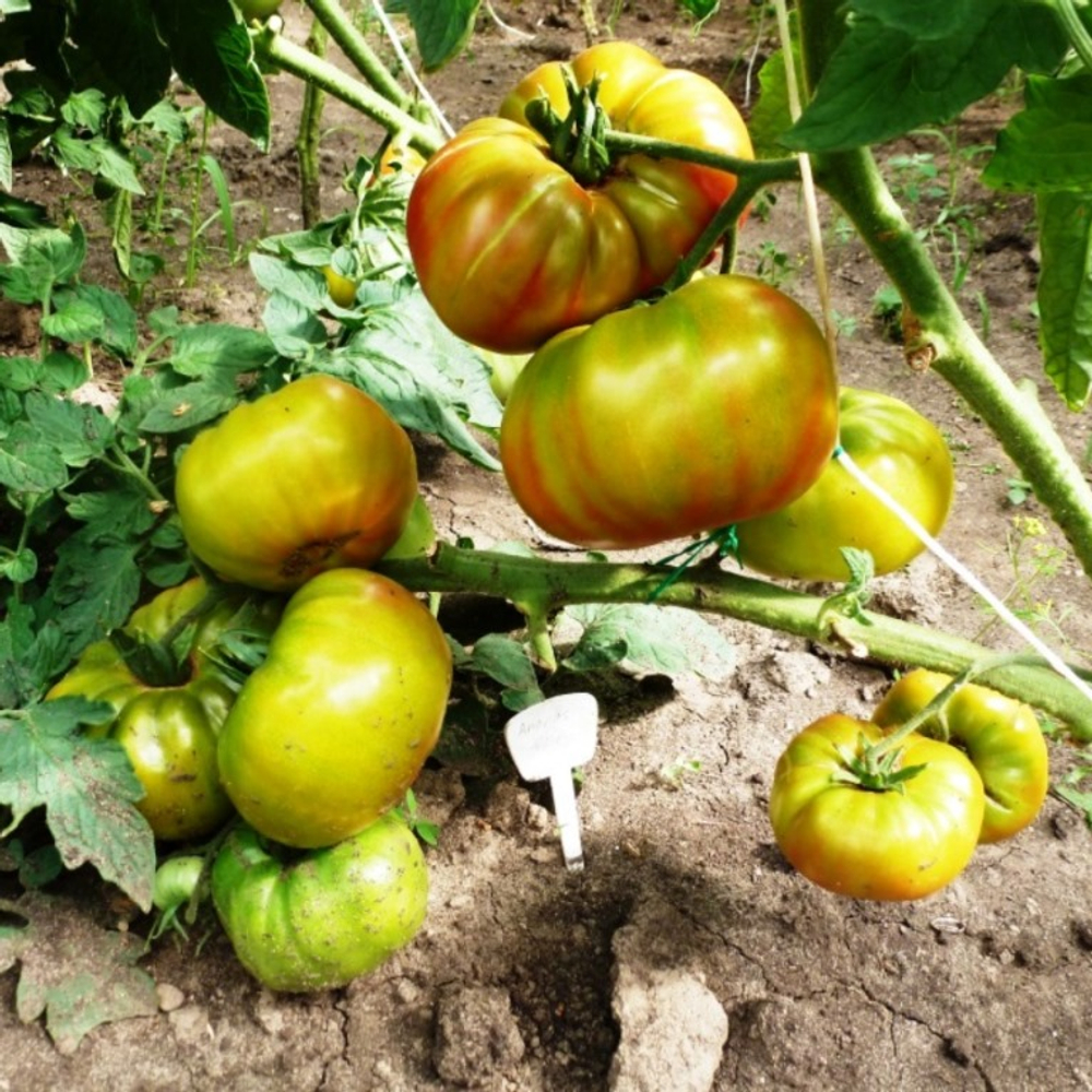 Помидоры Ananas Noire, Чёрный Ананас