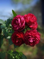 Роза шраб Бисантенэр де Гийо