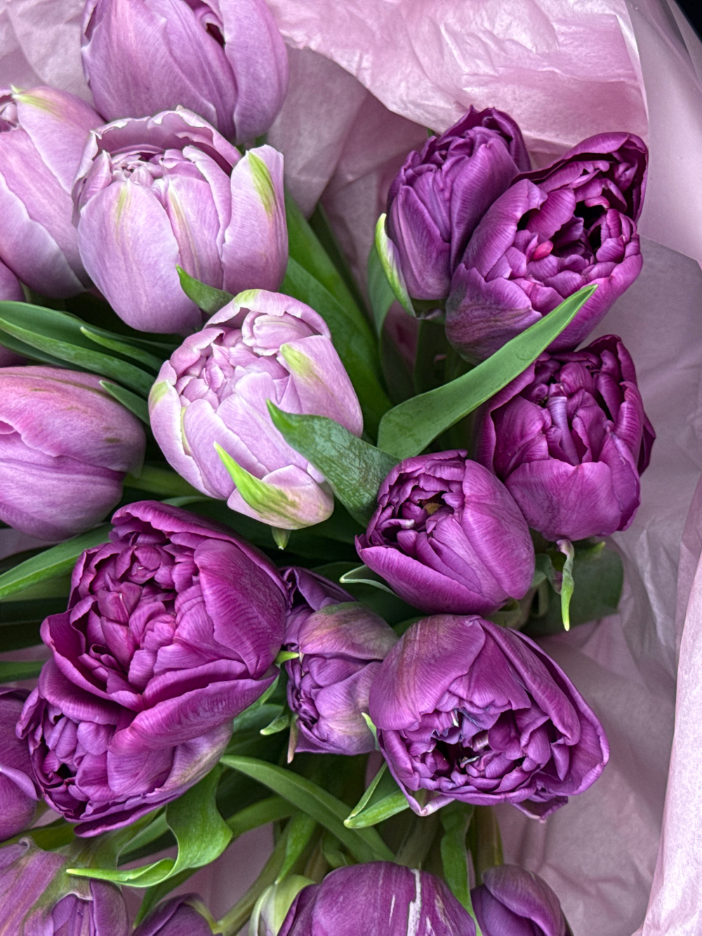 Дуо пионовидных тюльпанов сиреневые и фиолетовые