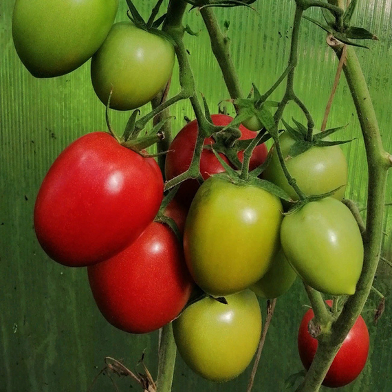 Бонапарт F1 семена томата индетерминантного (Vilmorin / Вильморин) культура – фото 3