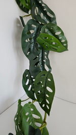 Лиана монстеры / Арт 4064