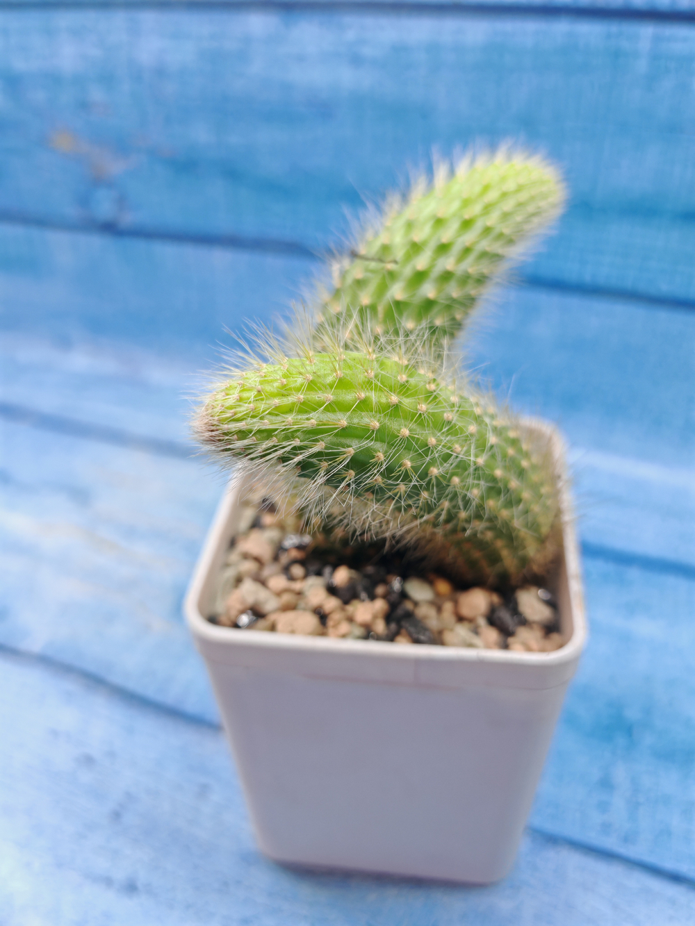 Hildewintera Colademononis (Хильдевинтера)