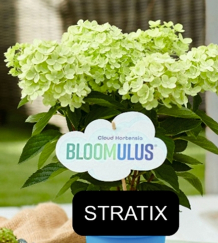 Стратикс (Bloomulus Stratix ) Серия "Облака" гортензия метельчатая Р9
