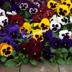 Виола F1 крупноцветковая (цена за 6 штук)