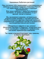 Пеларгония Счастливая мысль Happy Thought герань