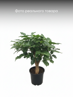 Радермахера Green Treasure д.12