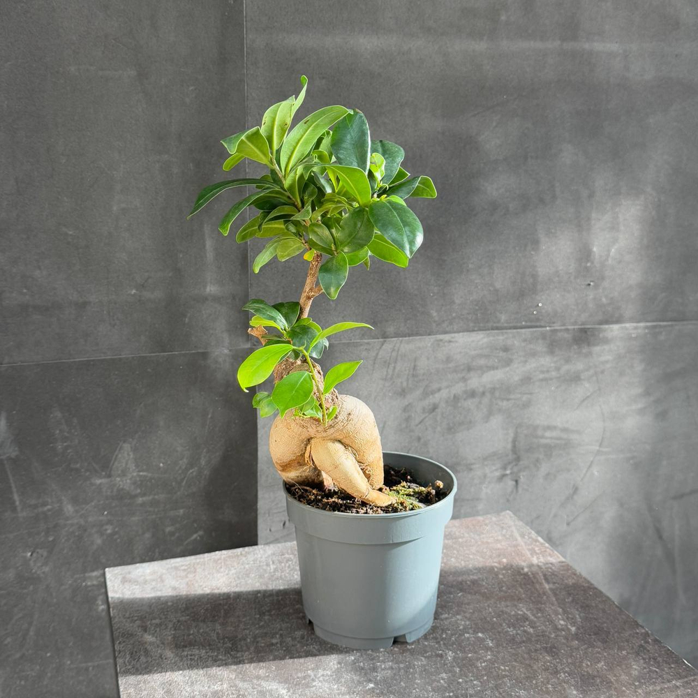 Фикус микрокарпа (Ficus microcarpa Ginseng)