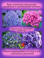 Гортензия Хопкорн крупнолистовая Попкорн