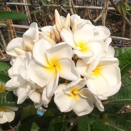 Плюмерия KANJANA PHON