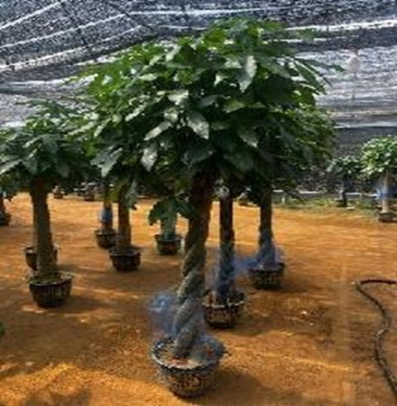 Пахира Акватика переплетенная