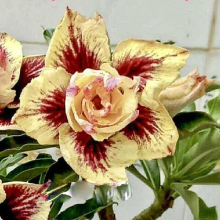 Адениум SWEET LEMON