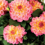 G2 Георгина Hypnotica rose bicolor