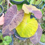 Колоказия STREAK BACK