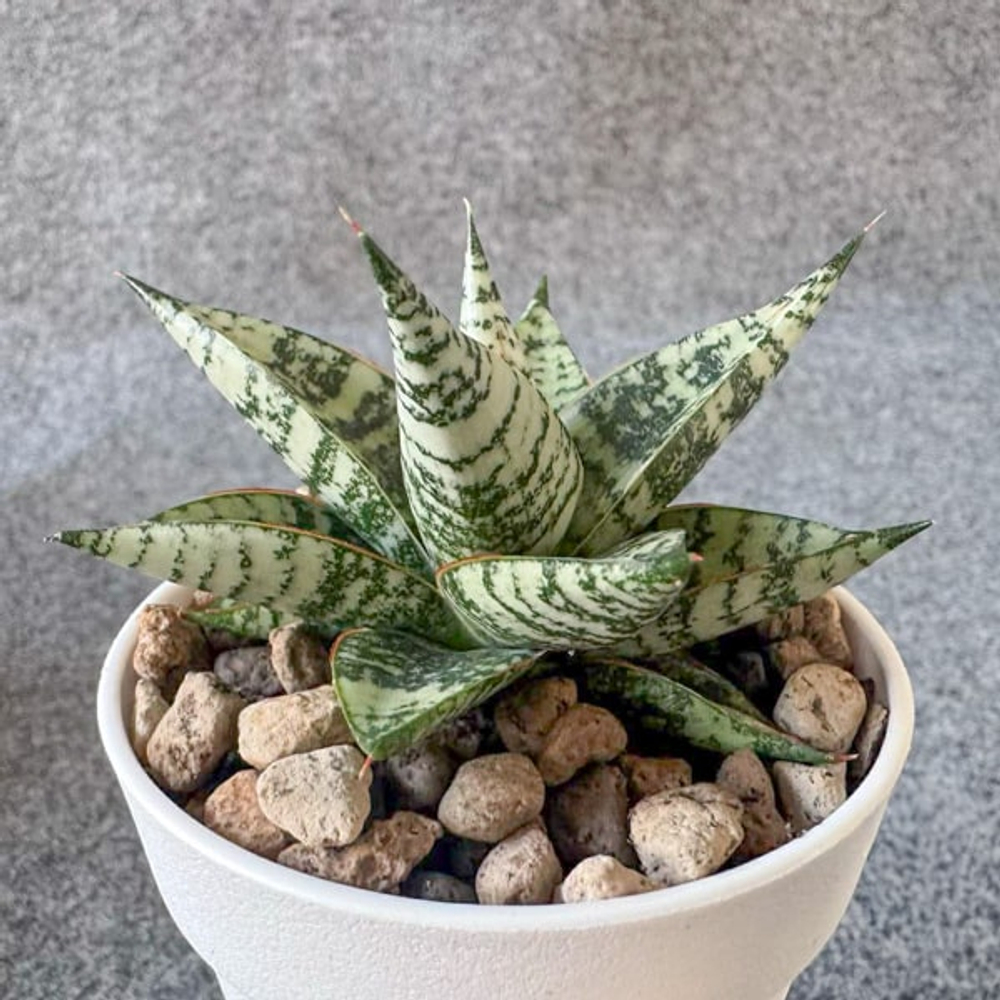 Сансевиерия ZEBRA