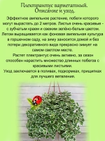 Плектрантус Вариегатный ампельный