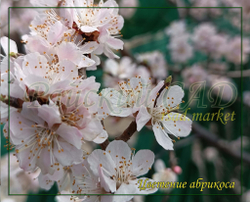 Абрикос Водолей
