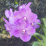 Ванда V SAOWAPA DIAMOND