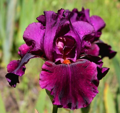 Ирис карликовый Черри Гарден