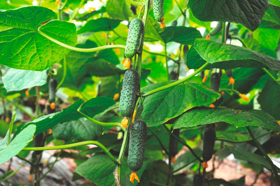 Киборг F1 семена огурца партенокарпического (Гавриш) – фото 5