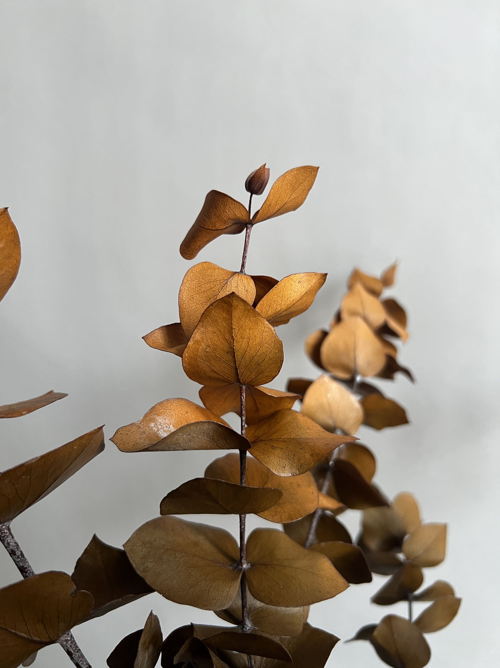 Эвкалипт Цинерия стабилизированный оранжевый