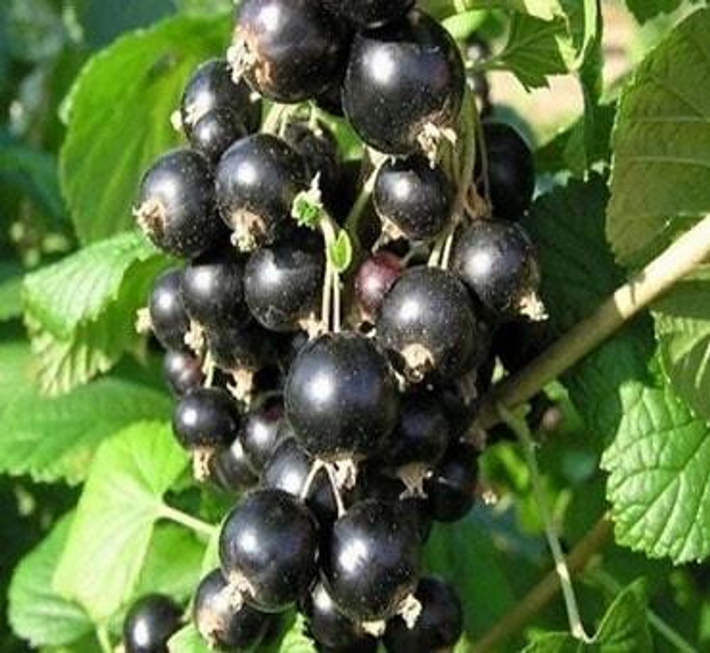Смородина черная "Бен Алдер"/ Ribes nigrum "Ben Alder"