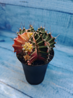 Gymnocalycium Variegata (Гимнокалициум Вариегатный)